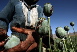 Afghan Poppy