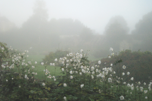 fairy.pooftie.me banner thumbnail preview main image